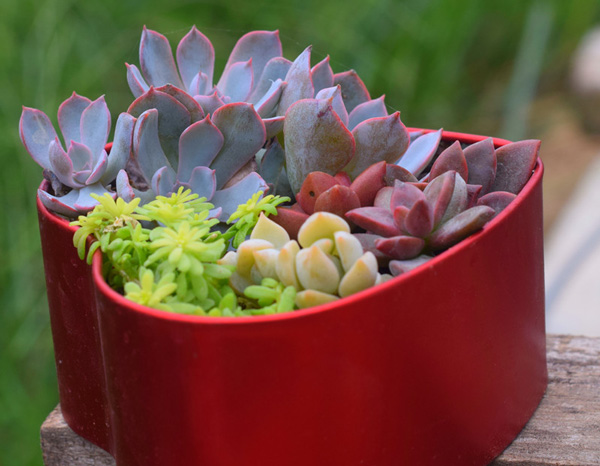 多肉植物鐵盒.jpg 多肉植物鐵盒.jpg